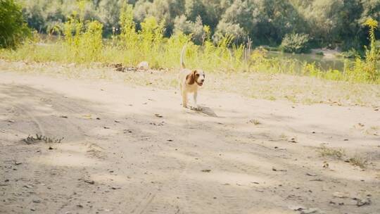 小猎犬走在土路上