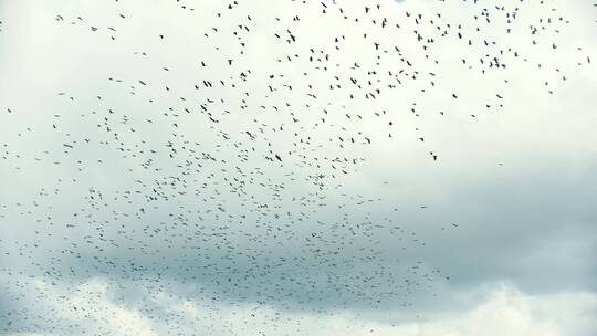 一大群鸟在村庄上空飞翔