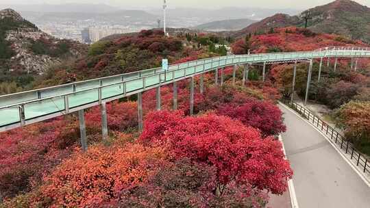 山东淄博博山柿岩古村，秋季满山红叶景观