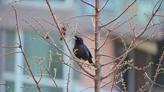 楼房前树枝上野生鸟八哥在鸣叫