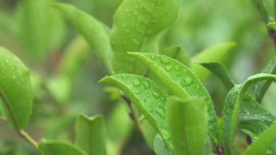 雨后茶叶上水珠露珠