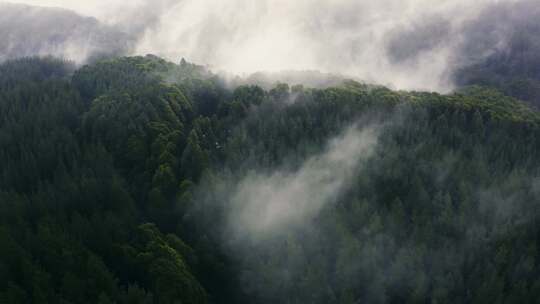 绿色森林清晨雾气林间迷雾飘动树林天然氧吧