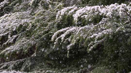 寒冷冬季公园松树雪花大雪空境升格