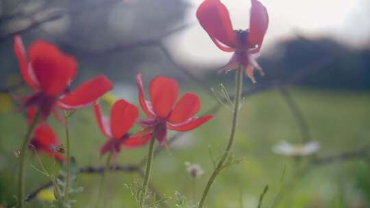 罂粟，花，花，场