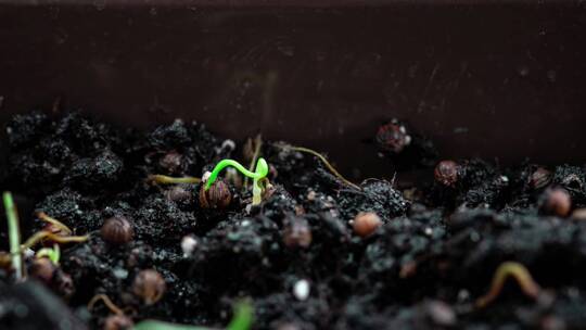 萌芽新生植物。香菜芽通过土壤发芽。