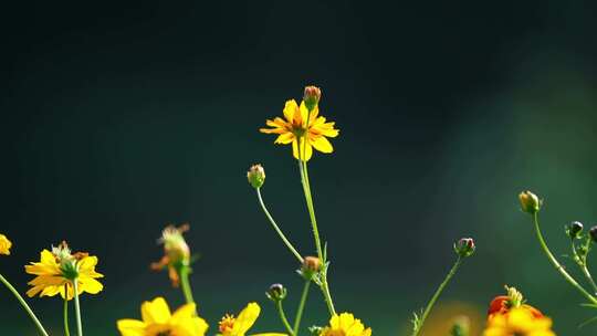 小花蜜蜂蝴蝶