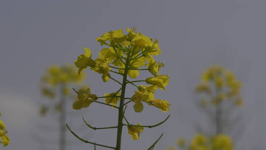 油菜花菜花