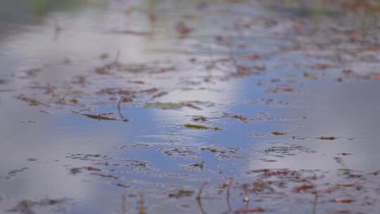 A1拉鲁湿地、雨落湖面、固定镜头