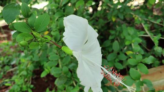 摇曳的白色花朵