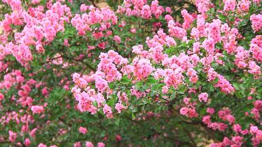 四川成都成片的紫薇花盛开