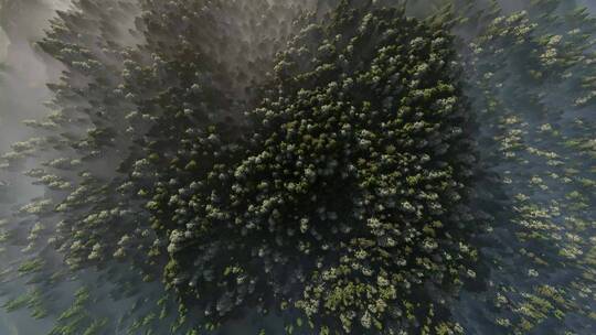 云雾缭绕森林俯瞰仙境唯美视频素材模板下载