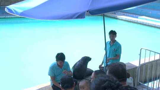 表演前海豹与饲养员互动视频素材模板下载