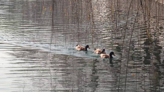 曲水亭街湖中三只鸭子在水面游水波阳光