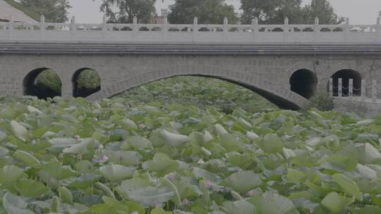 夏季荷塘荷花LOG视频素材