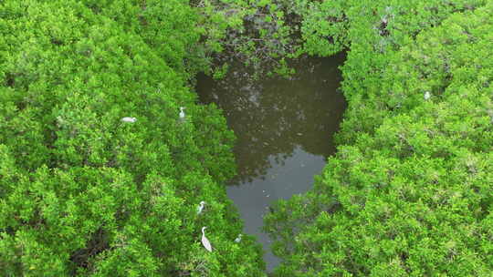 红树林湿地 海边红树林 候鸟 栖息地航拍