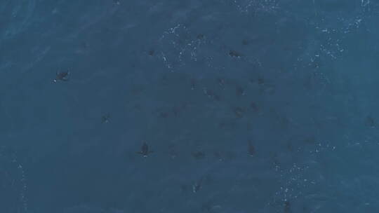 水下企鹅的航拍。南极洲。