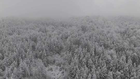 四川雅安泥巴山雪景树林雾凇实拍