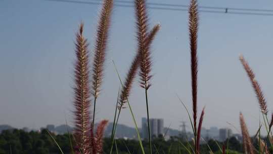 阳光下的狼尾草