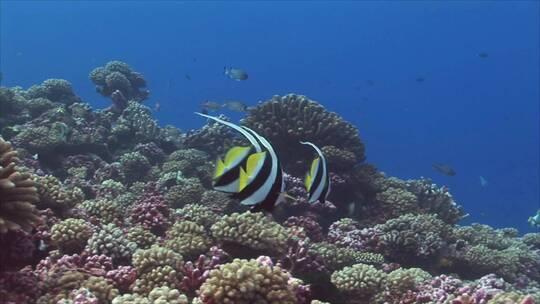 海底珊瑚礁上游动的横幅鱼