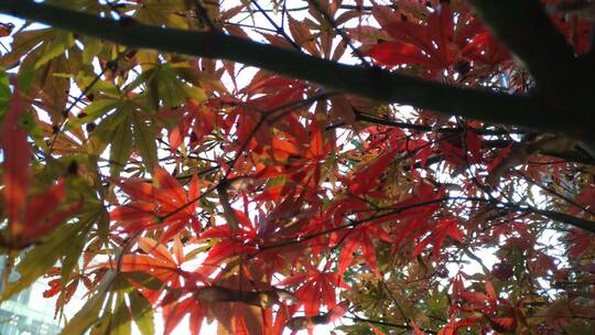 阳光枫树秋天红色的枫叶鸡爪槭视频素材模板下载