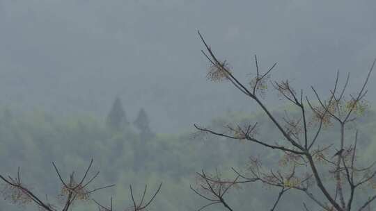 春天李花，竹林烟雨