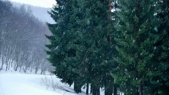 雪地森林的冬日景象