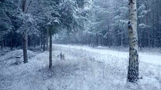 森林，松树，树木，下雪