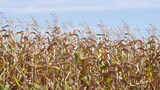 秋天丰收的玉米地视频素材模板下载