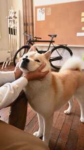 室内一人抚摸秋田犬柴犬的温馨场景