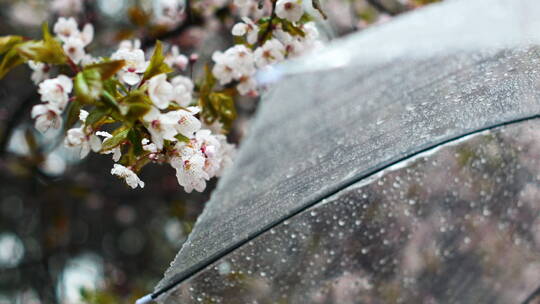 春天下雨天打伞赏花赏梨花踏春