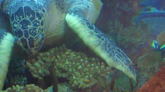 【镜头合集】水族馆深水海龟进食