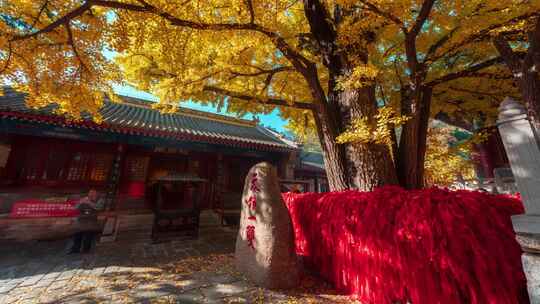 北京怀柔红螺寺秋天银杏