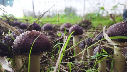 菌菇种植基地视频素材模板下载