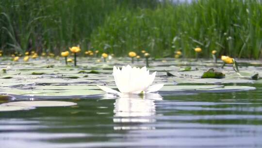 天然池塘里的白色百合