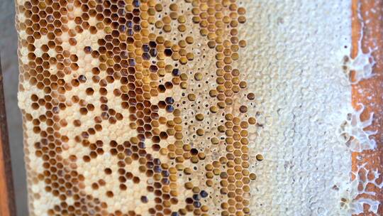 中蜂蜂农巢脾