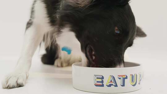 吃饭的狗狗视频素材模板下载