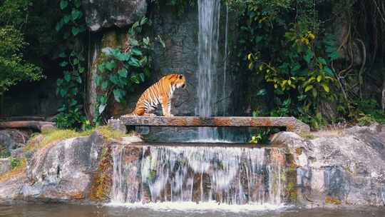 老虎坐在瀑布附近的岩石上泰国视频素材模板下载