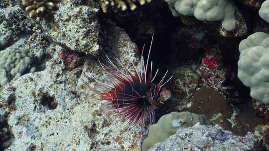 Spotfin Lionfish，红海，