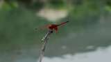 蜻蜓视频水边枯枝上红色蜻蜓高清在线视频素材下载