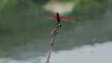 蜻蜓视频水边枯枝上红色蜻蜓高清在线视频素材下载