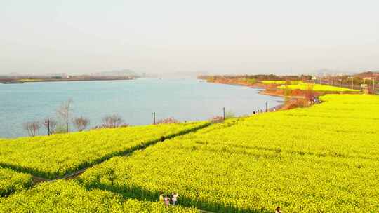 杭州富阳富春江江畔春天油菜花风景