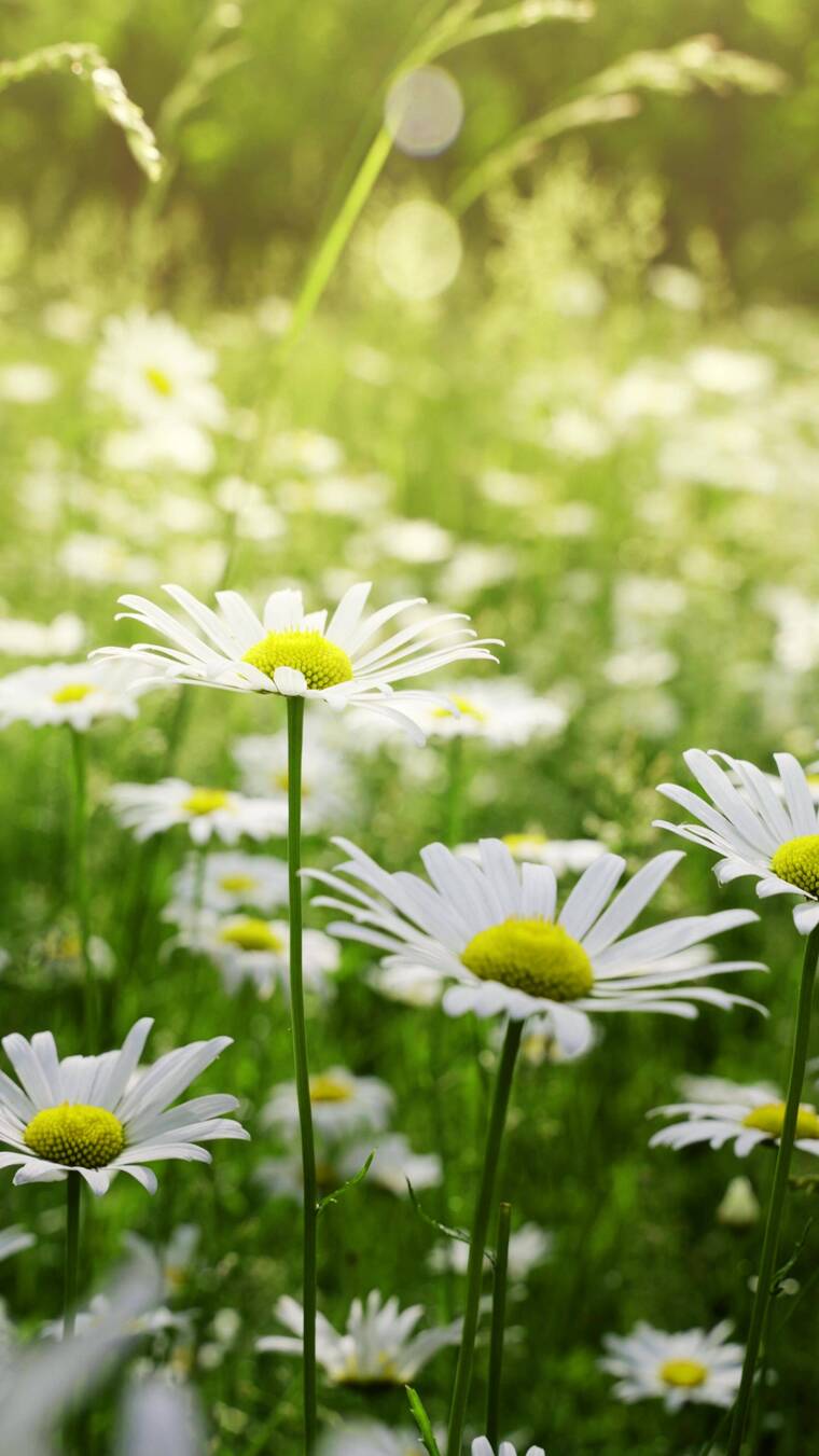 阳光下的小雏菊