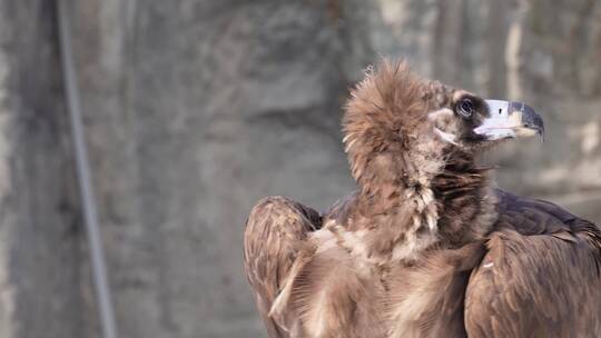 【镜头合集】动物园野生动物秃鹫雄鹰视频素材模板下载