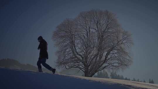 人，行走，雪，树