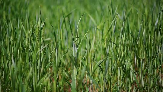 农田里的庄稼土壤中翠绿的小麦