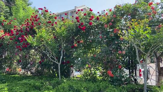 济南花园东路路边蔷薇花、月季花正盛开