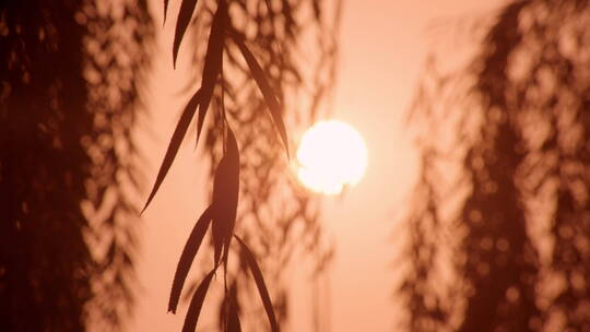 透过树枝的夕阳唯美空镜
