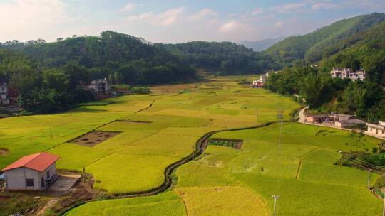 农村水稻成熟