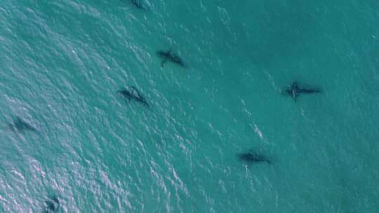 热带海水中靠近危险鲨鱼游泳的人-鸟瞰