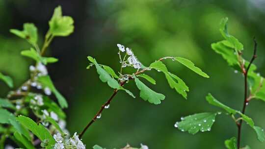 夏季下雨天山林植物树叶水珠特写